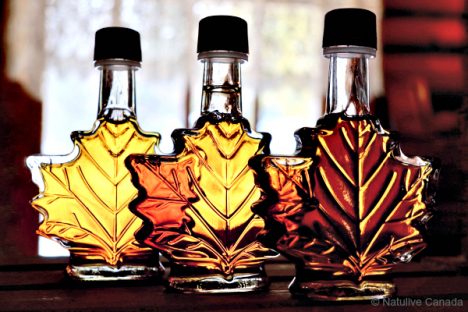 Maple-Syrup-Bottles-01-468x312.jpg
