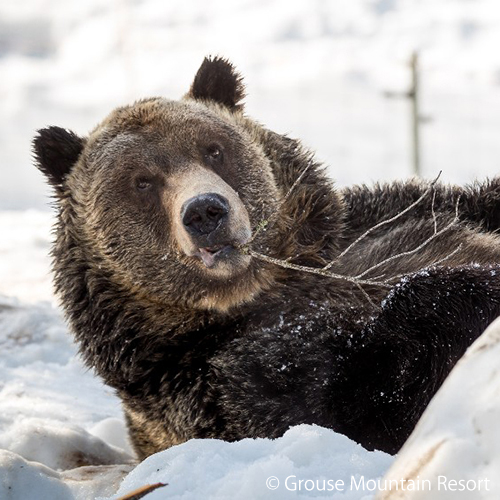 Wildlife Tours
